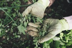 Pulled weeds in the hands of someone with gardening gloves on