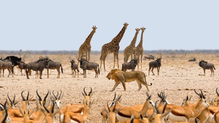 The Kalahari Desert