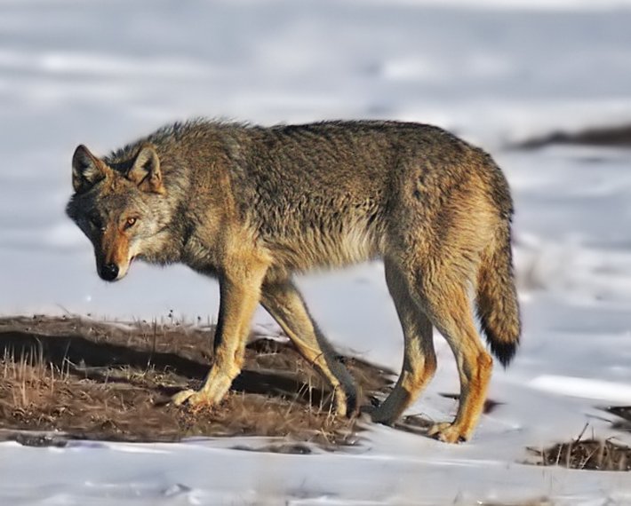 A wolf