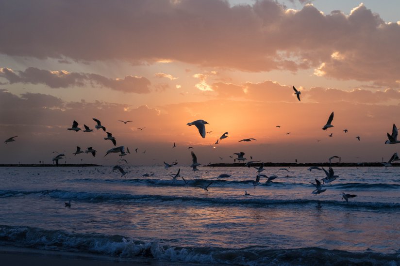 Seagulls in flight above the ocean