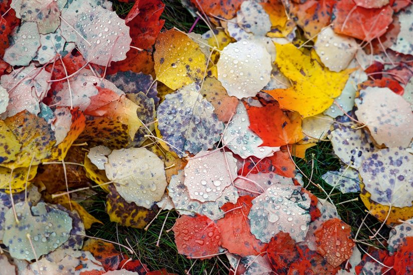 Different colored leaves