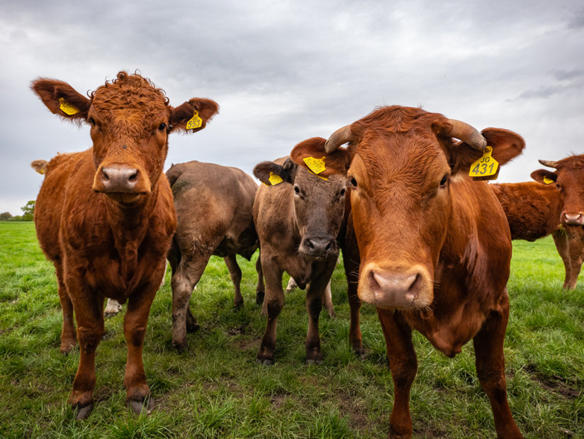 Brown cows