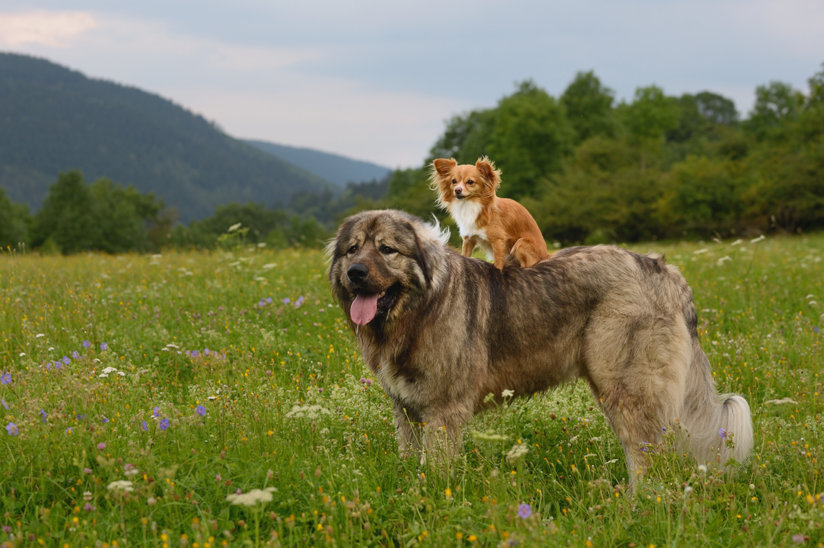 Small dog on top of large dog