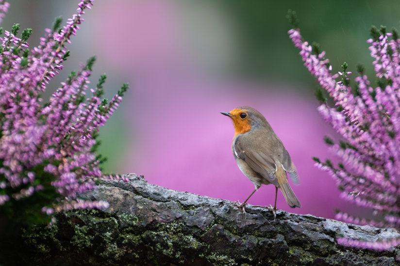 Robin on tree branch with blooms
