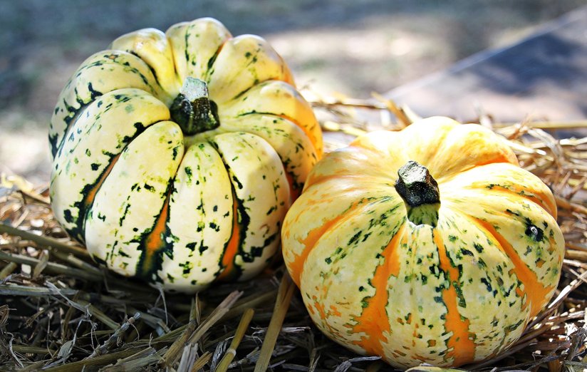 Baby pumpkins